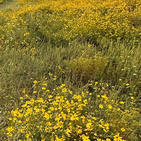 Meet your Posher, Hahyun - Picture 1 of 1